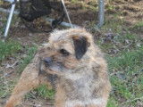 Affectueux Border Terrier m&acirc;le LOF, n&eacute; en juillet 2012, disponible pour saillie