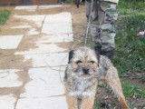 Affectueux Border Terrier m&acirc;le LOF, n&eacute; en juillet 2012, disponible pour saillie