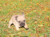 Chiot Bouledogue Français LOF fauve à vendre