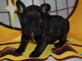 Chiots Bouledogue Français LOF à réserver