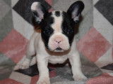 Chiots Bouledogue Français LOF à vendre