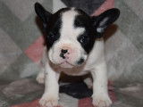 Chiots Bouledogue Français LOF à vendre