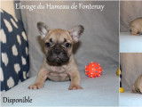 Chiots Bouledogue Français LOF à vendre