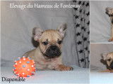Chiots Bouledogue Français LOF à vendre