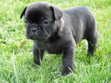 Chiots femelles Bouledogue Fran&ccedil;ais &agrave; r&eacute;server
