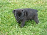 Chiots femelles Bouledogue Fran&ccedil;ais &agrave; r&eacute;server