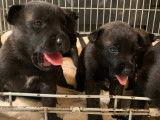 Chiots Bergers Hollandais LOF à vendre