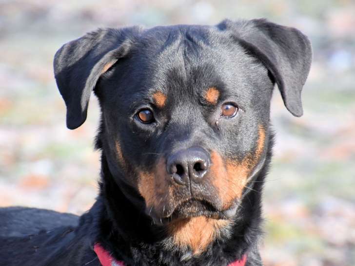 A adopter : Riley, mâle Rottweiler noir et feu âgé de 3 ans
