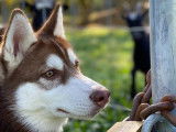 Rio, Husky LOF pour saillie
