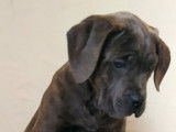 4 petites femelles cane corso disponibles pour adoption