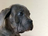 4 petites femelles cane corso disponibles pour adoption