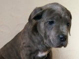 4 petites femelles cane corso disponibles pour adoption
