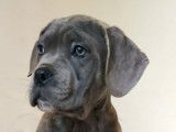 4 petites femelles cane corso disponibles pour adoption