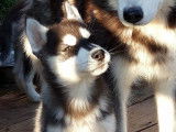 Superbe chiot d'apparence Husky Sibérien