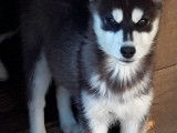 Superbe chiot d'apparence Husky Sibérien