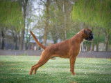 Puissant Boxer mâle LOF fauve, né en juillet 2019, disponible pour saillie