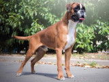 Puissant Boxer mâle LOF fauve, né en juillet 2019, disponible pour saillie
