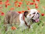 Affectueux Bulldog Anglais mâle LOF, robe fauve, né en mai 2016, disponible pour saillie