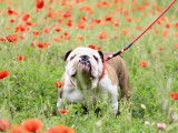 Affectueux Bulldog Anglais mâle LOF, robe fauve, né en mai 2016, disponible pour saillie
