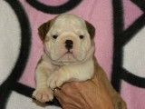 Affectueux Bulldog Anglais mâle LOF, robe fauve, né en mai 2016, disponible pour saillie