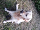 Golden Retriever mâle de 6 ans pour saillie