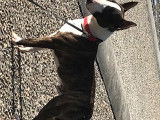 Bull Terrier Miniature disponible pour saillie