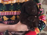 Chiots Retrievers LOF à vendre