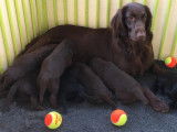 Chiots Retrievers LOF à vendre