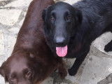 Chiots Retrievers LOF à vendre