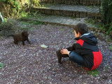 Chiots Retrievers LOF à vendre