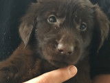 Chiots Retrievers LOF à vendre