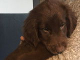 Chiots Retrievers LOF à vendre