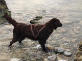 Chiots Retrievers LOF à vendre