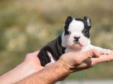 Chiots Boston Terrier LOF à réserver