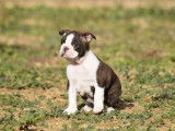 Chiot Boston Terrier bringé et blanc LOF à réserver
