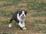 Chiot Boston Terrier bringé et blanc LOF à réserver