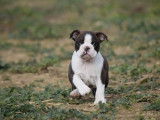 Chiot Boston Terrier bringé et blanc LOF à réserver