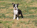 Chiot Boston Terrier bring&eacute; et blanc LOF &agrave; vendre
