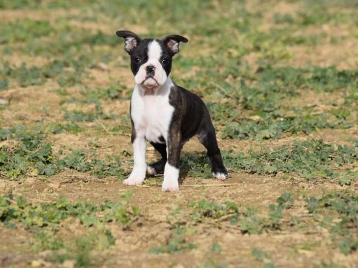 Chiot Boston Terrier bringé et blanc LOF à vendre