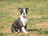 Chiot Boston Terrier bring&eacute; et blanc LOF &agrave; vendre