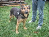 Douce femelle croisée Berger non-LOF, noir et fauve, née en juillet 2012, cherche une famille au grand cœur