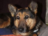Douce femelle croisée Berger non-LOF, noir et fauve, née en juillet 2012, cherche une famille au grand cœur