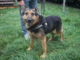 Douce femelle croisée Berger non-LOF, noir et fauve, née en juillet 2012, cherche une famille au grand cœur