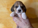 Chiots Beagle LOF à réserver