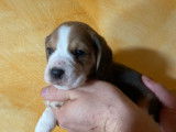 Chiots Beagle LOF à réserver