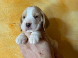 Chiots Beagle LOF à réserver