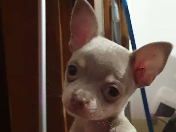 Chiot Chihuahua femelle à vendre