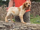 Chiot Epagneul Breton roux et blanc à vendre