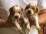Chiot Epagneul Breton roux et blanc à vendre