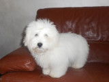 Adorable CotonTulear mâle LOF blanc, né en décembre 2015, disponible pour saillie
